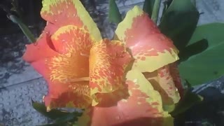 Linda flor cana índica, vermelha e amarela, com abelhas e gotas de chuva [Nature & Animals]