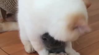 the little kitten being licked by her mom