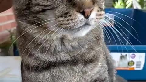 An amazing cat manipulating its owner