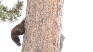 Pine Marten and Squirrel Play Tag Around a Tree