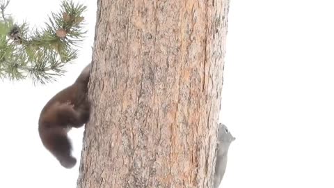 Pine Marten and Squirrel Play Tag Around a Tree