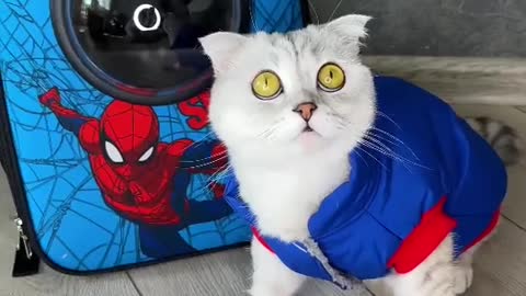 Spider Man Costume for Cat
