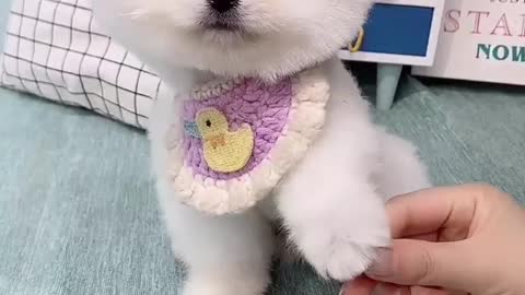 Giving a puppy a haircut.