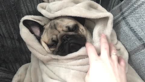 Pug snuggles in comfy blanket
