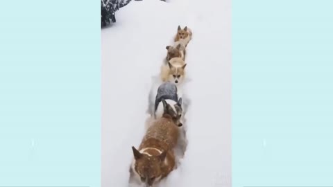 funny & cute dogs ! doing marchpast 😮💖!