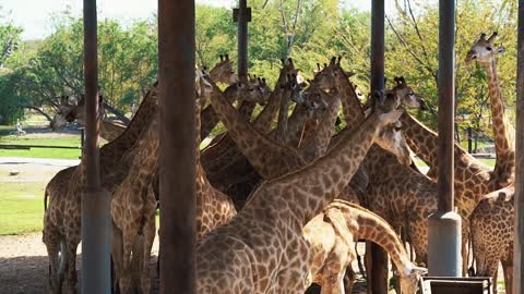 Giraffes eating in the zoo