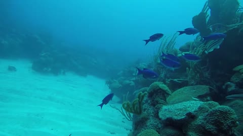 Devonshire Bay Dive- Bermuda