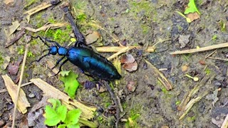 A black and blue oil beetle in a wooded area / beautiful insect in nature.