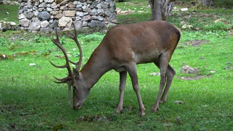 Closeup deer in national park Dombai, Caucasus, Russia, Europe