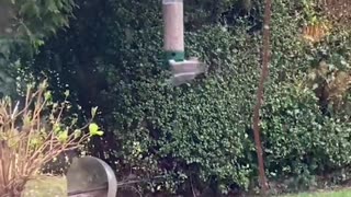 Squirrel Ninjas off Spinning Bird Feeder
