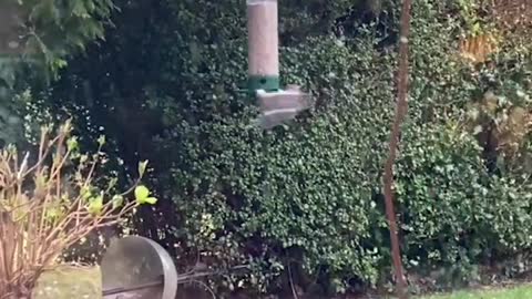 Squirrel Ninjas off Spinning Bird Feeder