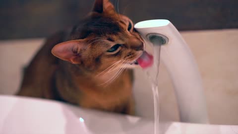 Cute kitten drinking water from the sink