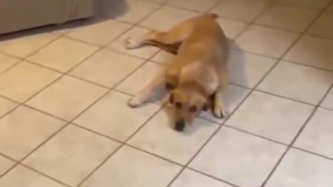 Top Funny Cute Dog Videos and TIKTOK Compilation