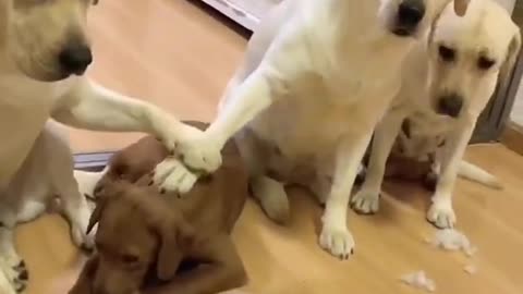 You will get stomach ache from laughing so hard, funny Dogs