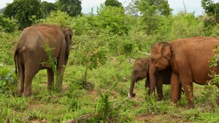 Adorable Family Of Elephants in the wild Eating Grass