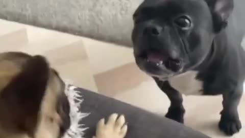 Sound ON 🎧Talkative 🐶😍