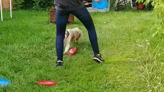 Vixey, the Expert Frisbee Chasing Dog