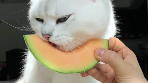 Cat eat fruits 😋