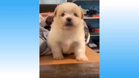 What a beautiful sound the baby dog ​​is making | New dog video | Cute pet