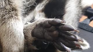 Raccoon lies down and manages the fur on his hands.