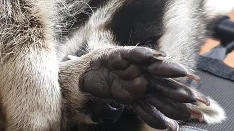 Raccoon lies down and manages the fur on his hands.