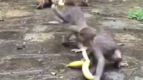 Monkeys are the best thieves 🤣