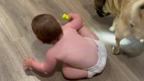 a baby angel has fun with the dog