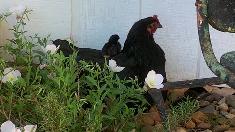 Chick goes for ride on top of mamma hen's back