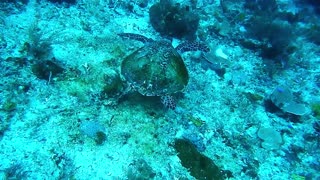 Big Water turtle Head Up Iam Diving To You