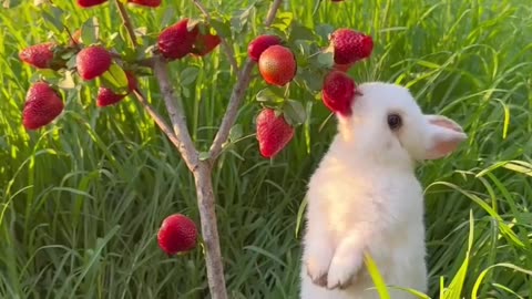 Rabbit Eat Strawberry 🍓 😋