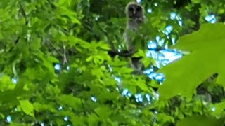 Baby owl in the woods of Rhode Island