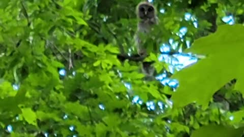 Baby owl in the woods of Rhode Island