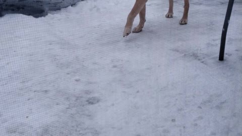 Snow pups