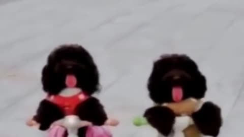 TWIN CUTE DOG RACE / FUNNY VIDEO