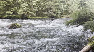 Shoreline on Salmon River Trail – Salmon Huckleberry Wilderness – Mount Hood – 4K