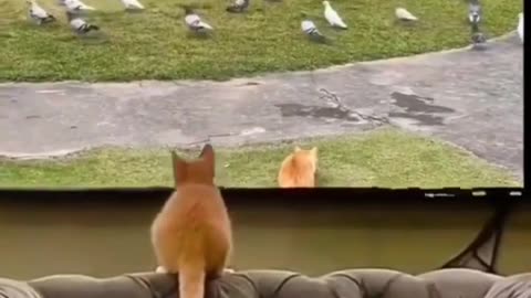 Funny cat 😂🐈 video #funnycat #catlover #cat