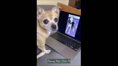 Funny Animal Videos 🤣 Funniest Cats and Dogs Videos 2024 😹🐶 #54