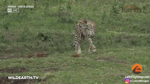 Crocodile Catches Cheetah 2