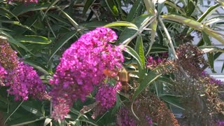 Hummingbird Moth