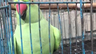 Beautiful parrot talking and whistling