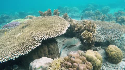 Satisfying Stingray