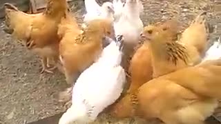 Цыплята chickens домашние животные