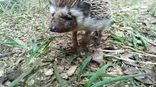 Visiting Hedgehog