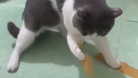 Very funny Chinese cat