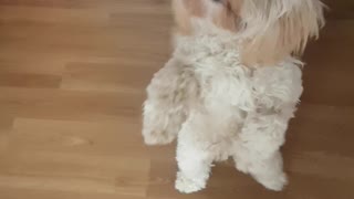 White dog standing on two legs