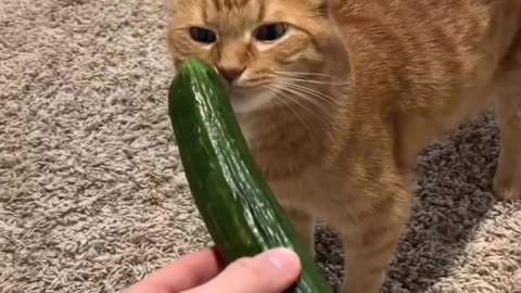 Cat's scary item cucumber 😂 copy #cat #cats #scary #cucumber