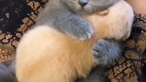 Adorable Cat's Unconditional Love for Baby"