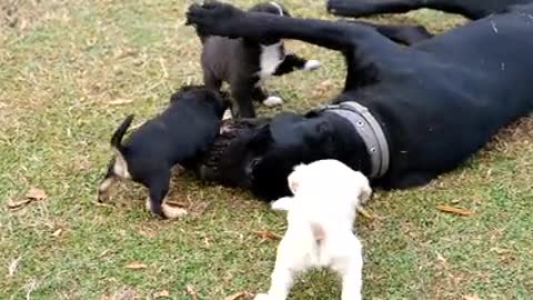 The most beautiful young dog play with the dog 😍