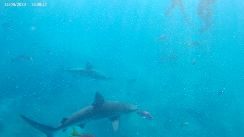 Bimini Bahamas Shark Snorkel 12-22-2023