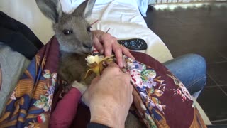 Baby Kangaroo Recovers from Carwoola Bushfire